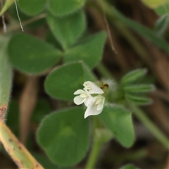 Trifolium subterraneum (Subterranean Clover) at Gundaroo, NSW - 1 Nov 2024 by ConBoekel