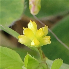 Trifolium dubium (Yellow Suckling Clover) at Gundaroo, NSW - 1 Nov 2024 by ConBoekel