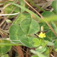 Trifolium dubium at Gundaroo, NSW - 2 Nov 2024 09:31 AM