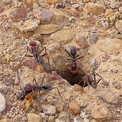 Iridomyrmex purpureus (Meat Ant) at Gundaroo, NSW - 1 Nov 2024 by ConBoekel