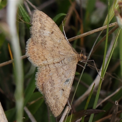 Scopula rubraria (Reddish Wave, Plantain Moth) at Gundaroo, NSW - 2 Nov 2024 by ConBoekel