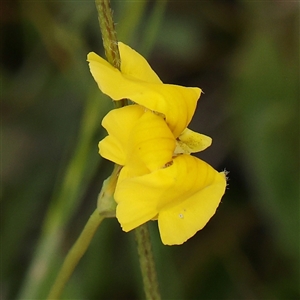 Goodenia pinnatifida at Gundaroo, NSW - 2 Nov 2024 09:35 AM