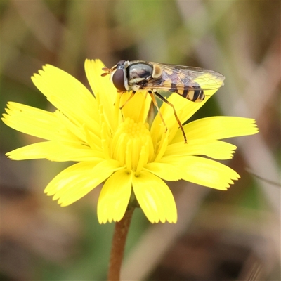 Simosyrphus grandicornis (Common hover fly) at Gundaroo, NSW - 1 Nov 2024 by ConBoekel