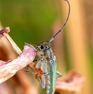 Unidentified Longhorn beetle (Cerambycidae) at Penrose, NSW by Aussiegall