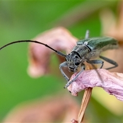 Phytoecia caerulescens at Penrose, NSW - suppressed