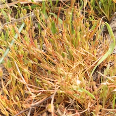 Juncus (genus) (A Rush) at Gundaroo, NSW - 2 Nov 2024 by ConBoekel