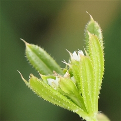 Galium aparine (Goosegrass, Cleavers) at Gundaroo, NSW - 2 Nov 2024 by ConBoekel