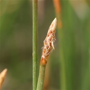 Eleocharis acuta at Gundaroo, NSW - 2 Nov 2024