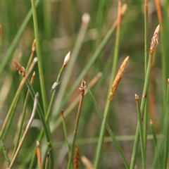 Eleocharis acuta at Gundaroo, NSW - 2 Nov 2024