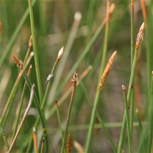 Eleocharis acuta at Gundaroo, NSW - 2 Nov 2024