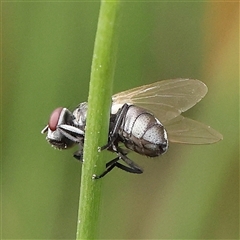 Unidentified True fly (Diptera) at Gundaroo, NSW - 1 Nov 2024 by ConBoekel