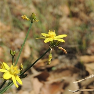 Tricoryne elatior at Barton, ACT - 3 Nov 2024