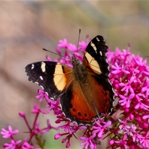 Vanessa itea at Penrose, NSW by Aussiegall