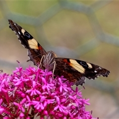 Vanessa itea at Penrose, NSW - suppressed