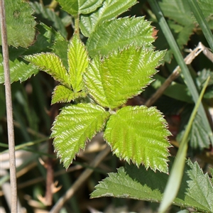 Rubus anglocandicans at Gundaroo, NSW - 2 Nov 2024