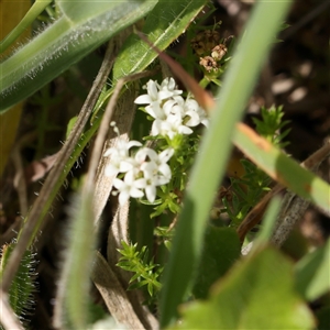 Asperula conferta at Gundaroo, NSW - 2 Nov 2024