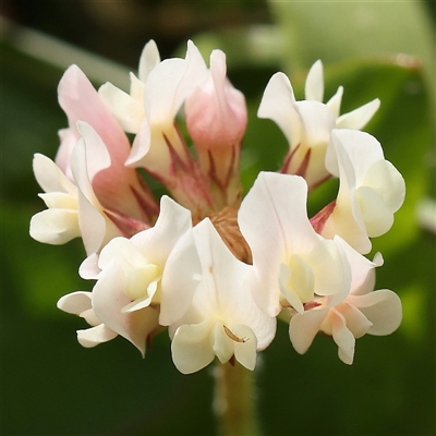 Trifolium repens (White Clover) at Gundaroo, NSW - 1 Nov 2024 by ConBoekel