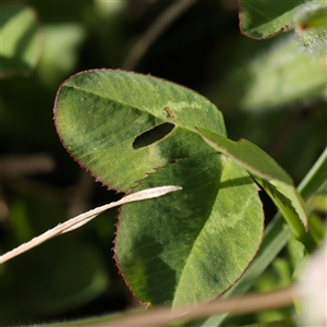 Trifolium repens at Gundaroo, NSW - 2 Nov 2024 09:47 AM