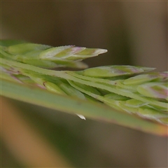 Poaceae (family) (Unidentified Grass) at Gundaroo, NSW - 2 Nov 2024 by ConBoekel