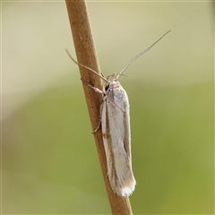 Philobota pilipes (A concealer moth) at Gundaroo, NSW - 1 Nov 2024 by ConBoekel