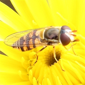 Simosyrphus grandicornis at Gundaroo, NSW - 2 Nov 2024