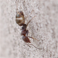 Iridomyrmex sp. (genus) (Ant) at Gundaroo, NSW - 2 Nov 2024 by ConBoekel