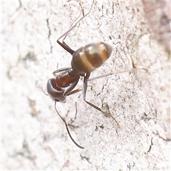 Iridomyrmex sp. (genus) at Gundaroo, NSW - 2 Nov 2024