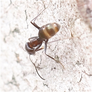 Iridomyrmex sp. (genus) at Gundaroo, NSW - 2 Nov 2024