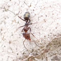 Iridomyrmex rufoniger (Tufted Tyrant Ant) at Gundaroo, NSW - 2 Nov 2024 by ConBoekel