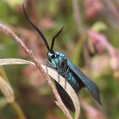 Pollanisus (genus) (A Forester Moth) at Gundaroo, NSW - 1 Nov 2024 by ConBoekel