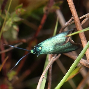 Pollanisus (genus) at Gundaroo, NSW - 2 Nov 2024