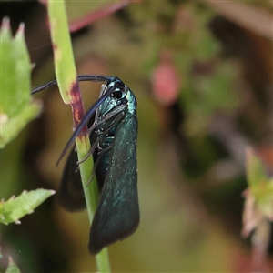 Pollanisus (genus) at Gundaroo, NSW - 2 Nov 2024