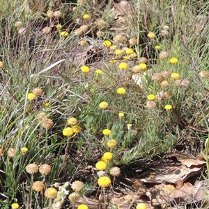 Leptorhynchos squamatus at Barton, ACT - 3 Nov 2024