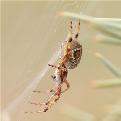 Araneinae (subfamily) at Gundaroo, NSW - 1 Nov 2024 by ConBoekel