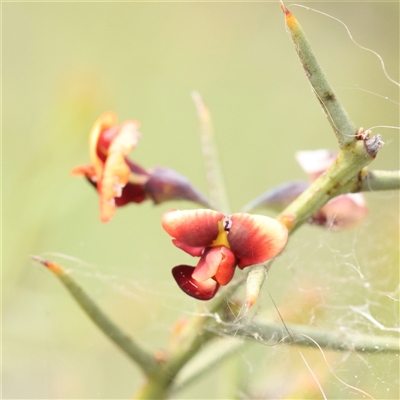 Daviesia genistifolia (Broom Bitter Pea) at Gundaroo, NSW - 1 Nov 2024 by ConBoekel