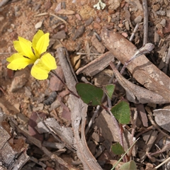 Goodenia hederacea (Ivy Goodenia) at Gundaroo, NSW - 1 Nov 2024 by ConBoekel