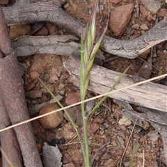 Rytidosperma (genus) (Wallaby Grass) at Gundaroo, NSW - 2 Nov 2024 by ConBoekel