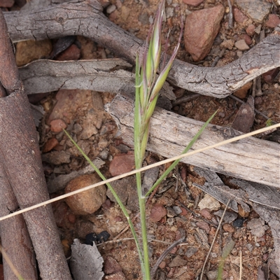 Rytidosperma (genus) (Wallaby Grass) at Gundaroo, NSW - 2 Nov 2024 by ConBoekel
