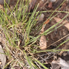 Rytidosperma sp. at Gundaroo, NSW - 2 Nov 2024