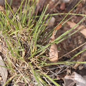 Rytidosperma sp. at Gundaroo, NSW - 2 Nov 2024