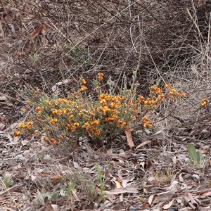 Dillwynia sericea at Gundaroo, NSW - 2 Nov 2024