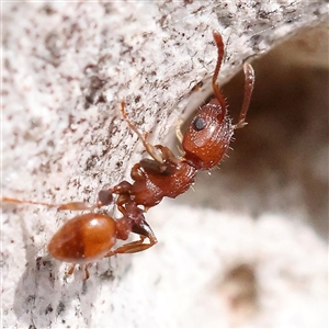 Podomyrma sp. (genus) at Gundaroo, NSW - 2 Nov 2024