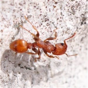 Podomyrma sp. (genus) at Gundaroo, NSW - 2 Nov 2024 10:10 AM