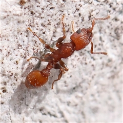 Podomyrma sp. (genus) at Gundaroo, NSW - 2 Nov 2024 10:10 AM