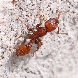 Podomyrma sp. (genus) at Gundaroo, NSW - 2 Nov 2024 10:10 AM