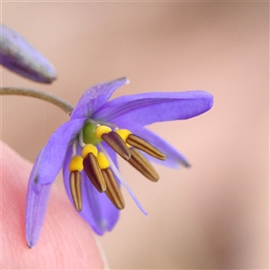 Dianella revoluta var. revoluta at Gundaroo, NSW - 2 Nov 2024