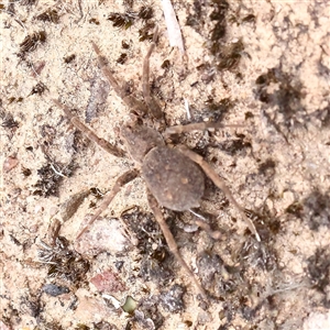 Lycosidae (family) at Gundaroo, NSW - 2 Nov 2024