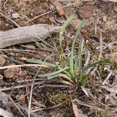 Lomandra filiformis subsp. coriacea at Gundaroo, NSW - 2 Nov 2024 10:24 AM