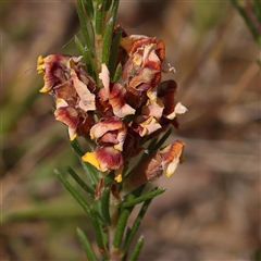 Dillwynia sericea (Egg And Bacon Peas) at Gundaroo, NSW - 1 Nov 2024 by ConBoekel