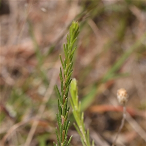 Dillwynia sericea at Gundaroo, NSW - 2 Nov 2024